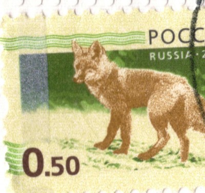 лиса.JPG