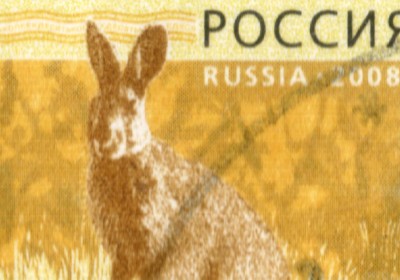 ЗАЯЦ10КОП.JPG